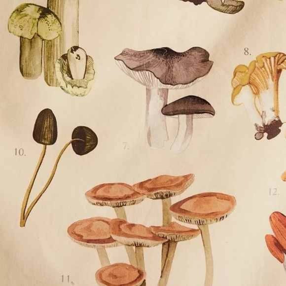 Mushroom Varieties Chart Tapestry Wall Decor - Picture 3 of 7